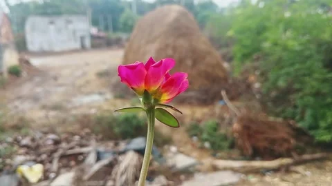 Epic macro view of Purple Portulaca, Moss Rose or Sun Rose flower in full b.. Stock Footage 313382158