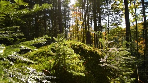 Epic Mountain Forest Stock Footage 97221282