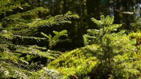 Epic Mountain Forest Stock Footage 97259972