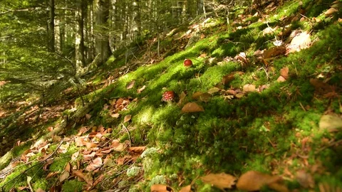 Epic Mountain Forest Stock Footage 97260008