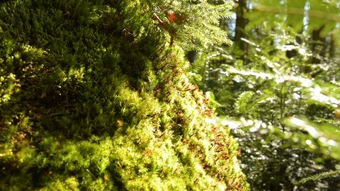 Epic Mountain Forest Stock Footage 97348338