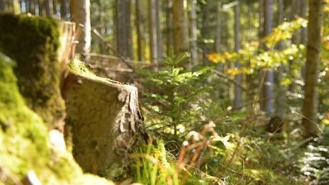 Epic Mountain Forest Stock Footage 97348372