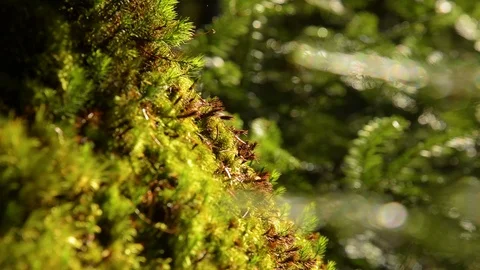 Epic Mountain Forest Stock Footage 97348502