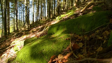 Epic Mountain Forest Stock Footage 97348521