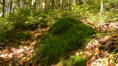 Epic Mountain Forest Stock Footage 97348543