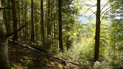 Epic Mountain Forest Stock Footage 97378858