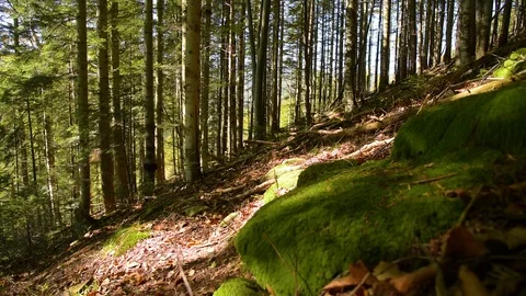 Epic Mountain Forest Stock Footage 97378873