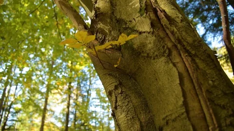 Epic Mountain Forest Stock Footage 97378879