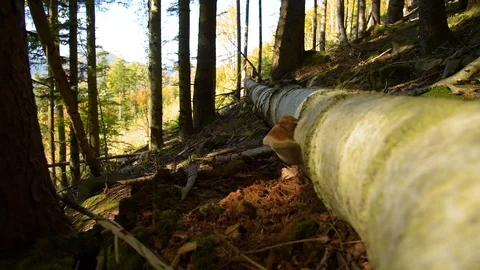 Epic Mountain Forest Stock Footage 101633585