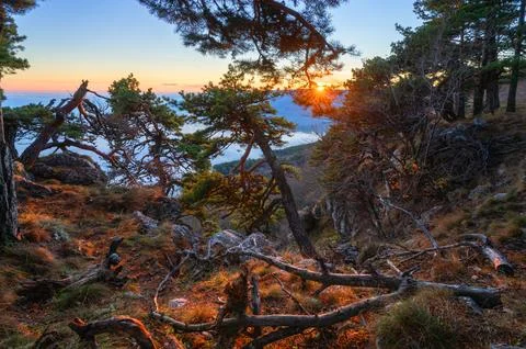 Epic mountain view with a pine tree in the foreground and a warm-toned sunset Foto stock