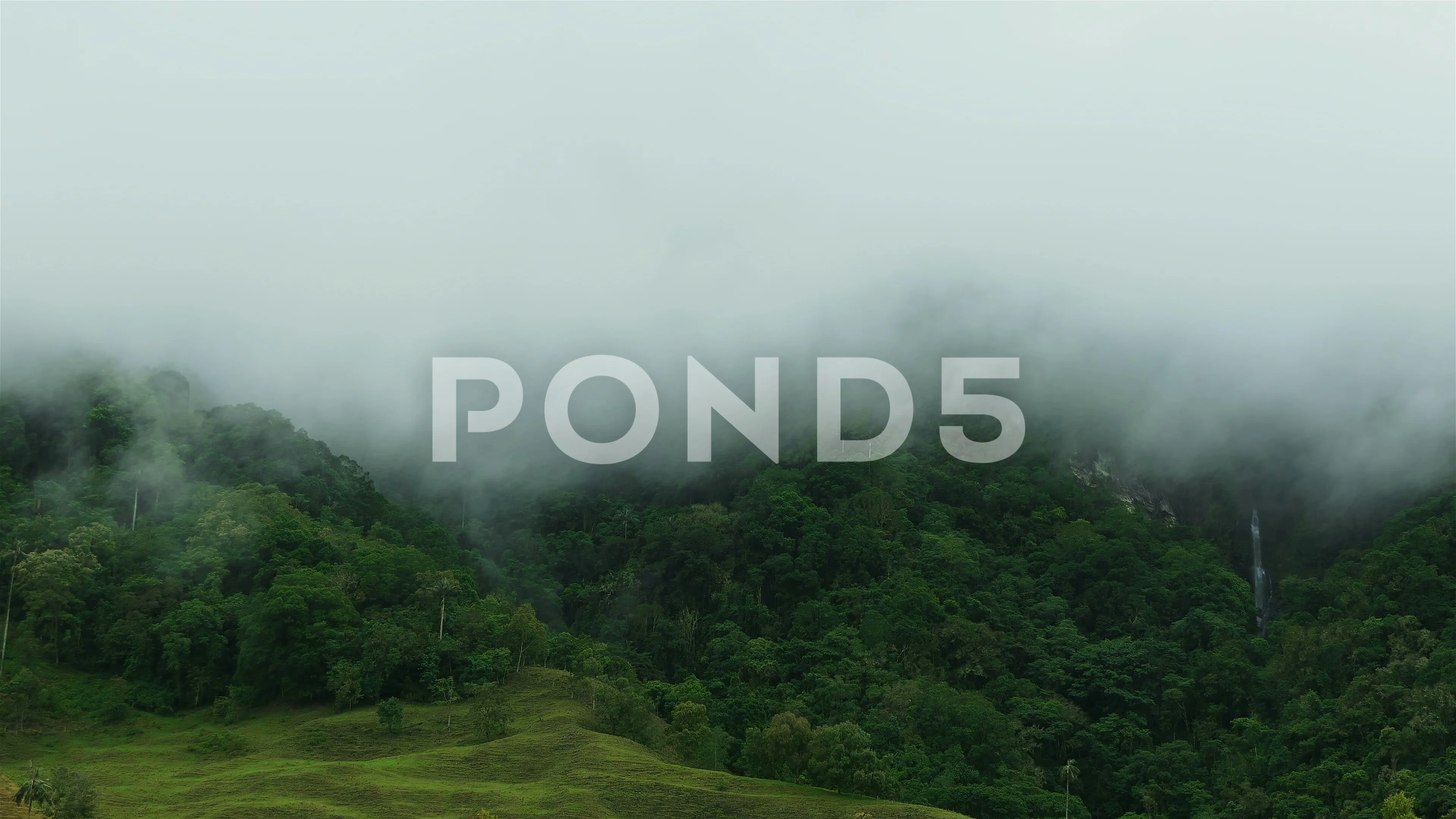 epic nature timelapse background high humidity in rainforest with