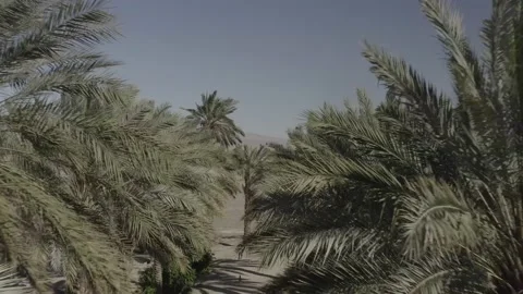 Epic Palm Trees In California. Drone Dlog 6 Stock Footage