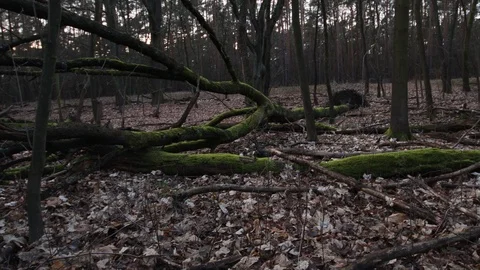 Epic pan shot of fallen tree Video stock 123980595