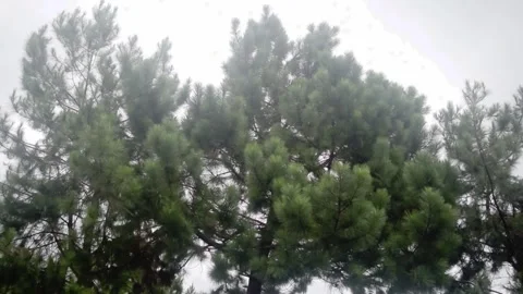 Epic pine needle cinematic shot Stock Footage 151094413