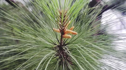 Epic pine needle cinematic shot Stock Footage 151099260