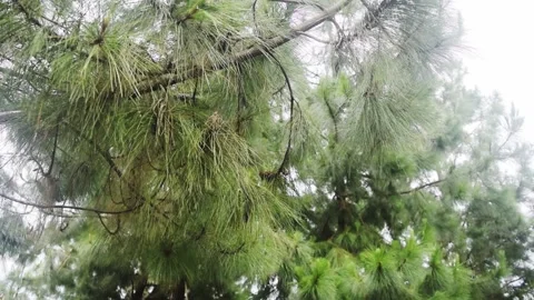 Epic pine needle cinematic shot Stock Footage 151099446
