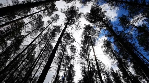 Epic Pine Tops In Spring Evening Stock Footage 124005394