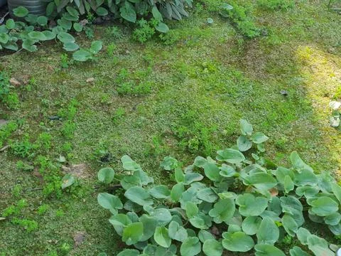 Epic plants on earth Foto stock