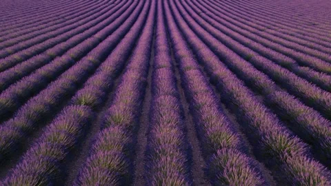 Epic Purple Lavender Fields at Sunset Flying Backwards Over Perfect Rows of.. Stock Footage 312558959
