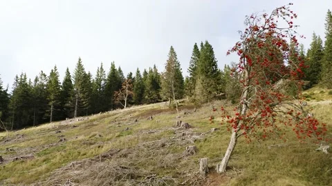 Epic Red Blossomed Trees Surrounded With Tons of Tree Stumps. Stock Footage 221812281