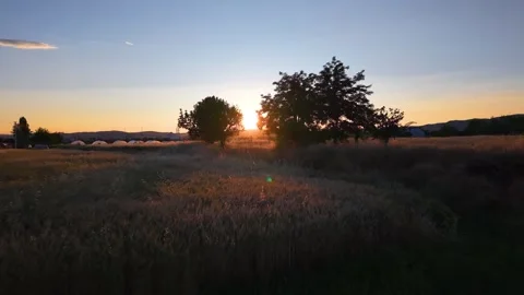 Epic Rising Flight Over Golden Wheat Fields Revealing Farmland at Sunset Stock Footage 340496425