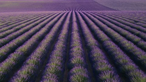 Epic Rolling Hills of Lavender Fields in Provence France Drone Aerial Fligh.. Stock Footage 312561075