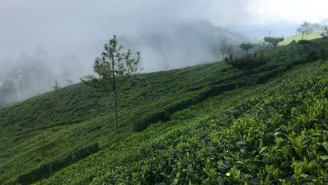 Epic scene of tea plantation Stock Footage 85938625