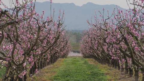 Epic scenic view of a valley with rows of blooming pink peach or cherry trees Stock Footage 308621030