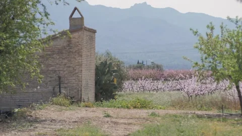 Epic scenic view of a valley with rows of blooming pink peach or cherry trees Stock Footage 308621043