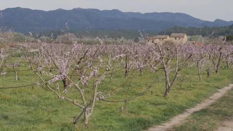 Epic scenic view of a valley with rows of blooming pink peach or cherry trees Stock Footage 308621064