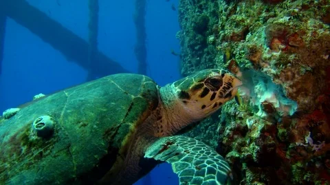 Epic sea turtle eating sponge in oil rig gas platform undewater evrionment video Stock Footage 71888612