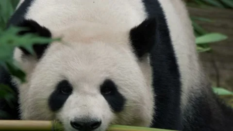 An epic sequence of a Giant Panda carrying bamboo through thick vegetation Video stock 163037675