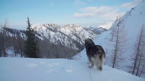 A epic shot of a dog looking down a snow mountain Video stock 102580192