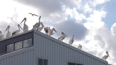 Epic shot of Pelican back lit against a sunny sky, Australia Vídeo Stock 332684514