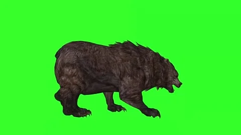 "Epic Side-View Bear Animation: Walking and Running - 4K Green Screen Wildlife F Stock Footage 282545722