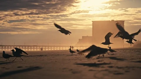 Epic Silhouette Of Flock Of Seagulls on the beach at Sunset Stock Footage 280508599