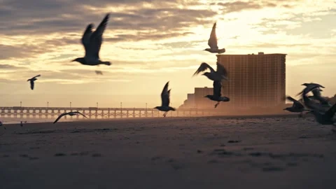 Epic Silhouette Of Flock Of Seagulls on the beach at Sunset Stock Footage 280508600