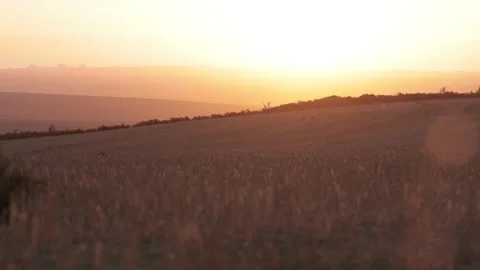 Epic slow motion 4k video of fields of grain in south africa at sunset. Yellow Stock Footage 304390687