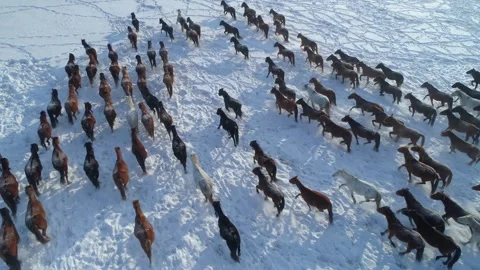 Epic slow motion Aerial of massive mustang herd galloping across endless field Video stock 316589049