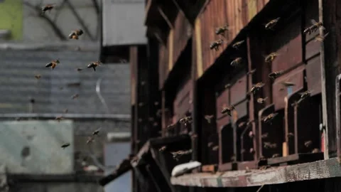 Epic Slowmotion of lots of bees flying in front of the hive Stock Footage 136234576