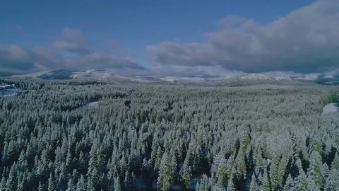 Epic Snowy Forest Treetops Drone Shot 스톡 동영상 102186236