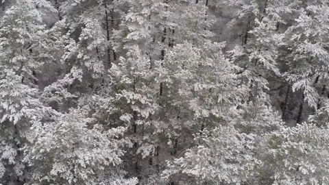 Epic Space Nebula Motion Background | Cosmic Wonders in Stunning Detail Stock Footage 296919397