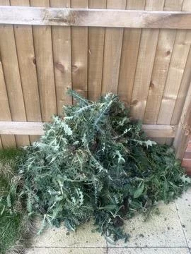 Epic stack of Spear Thistle (Cirsium vulgare) from weeding Foto stock