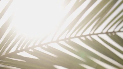 Epic Sun Flare through California palm trees island sunset Видео 279752255