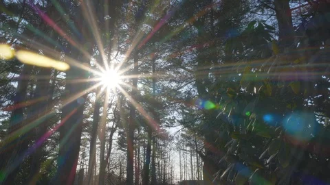 Epic Sun Flare Through Trees Gimbal Parallax Shot Stock Footage 93191195