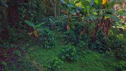 Epic Sunlit Banana Trees Framing Colombian Coffee Hills, Drone Pullback. Vídeos de archivo 323868310