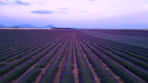Epic Sunset Drone Over Lavender Fields Perfect Rows of Purple Flowers in Pr.. Stock Footage 314410355