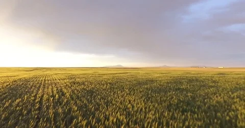 Epic Sunset Flight Over Wheat Field Stock Footage 70388954