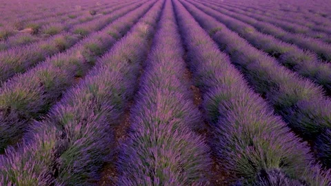 Epic Sunset Lavender Field Aerial Drone Low Looking Down Slow Flight Backwa.. Stock Footage 314410311