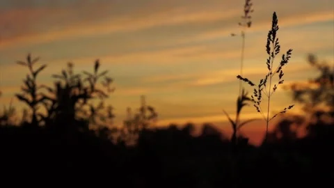 Epic sunset in long grass, cinematic slider shot, orange evening sky Stock Footage 172269848